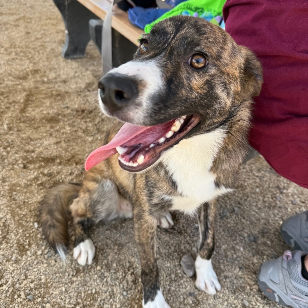 Krispy Kreme Donut, an adoptable Mixed Breed in Las Cruces, NM, 88012 | Photo Image 1