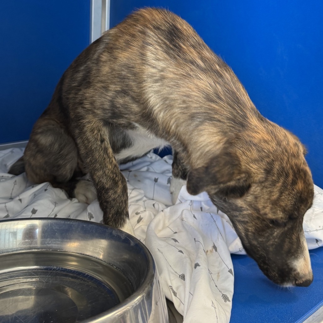 Krispy Kreme Donut, an adoptable Mixed Breed in Las Cruces, NM, 88012 | Photo Image 2