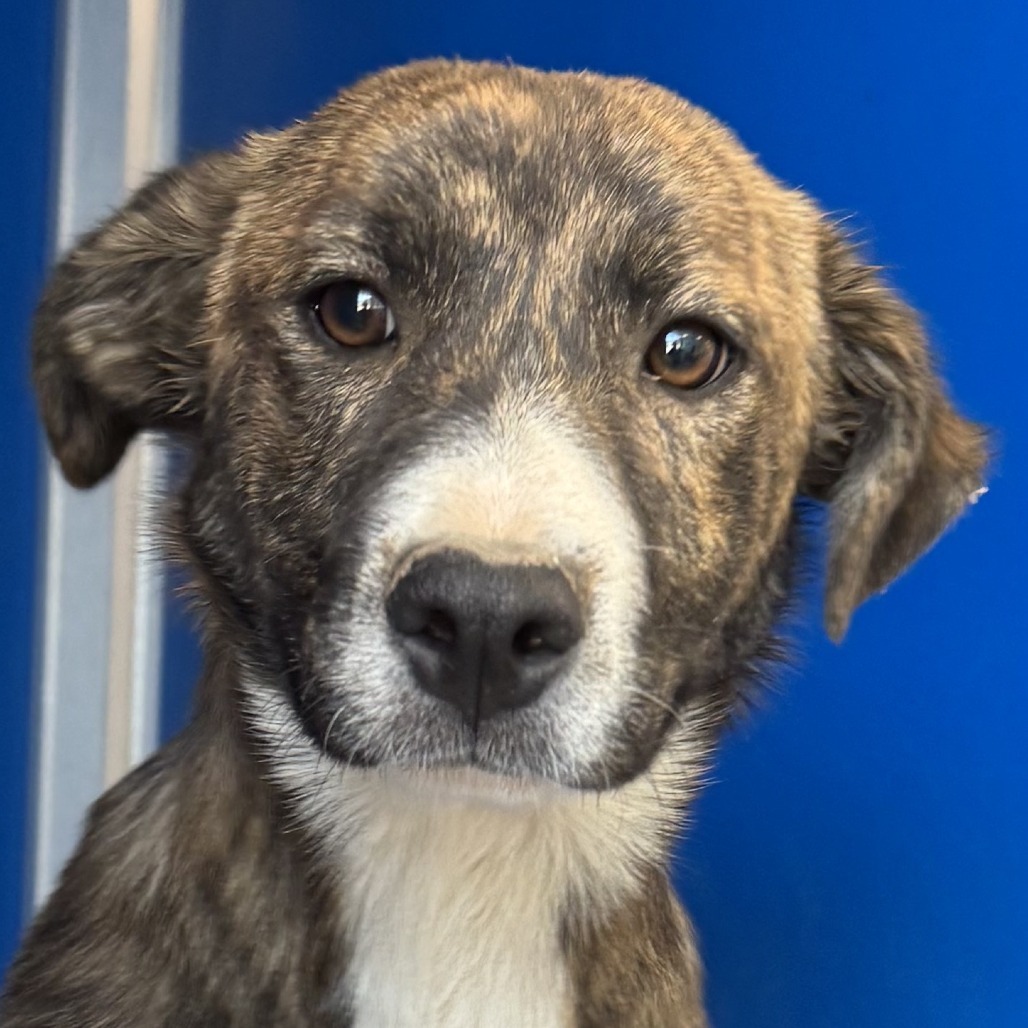 Krispy Kreme Donut, an adoptable Mixed Breed in Las Cruces, NM, 88012 | Photo Image 3