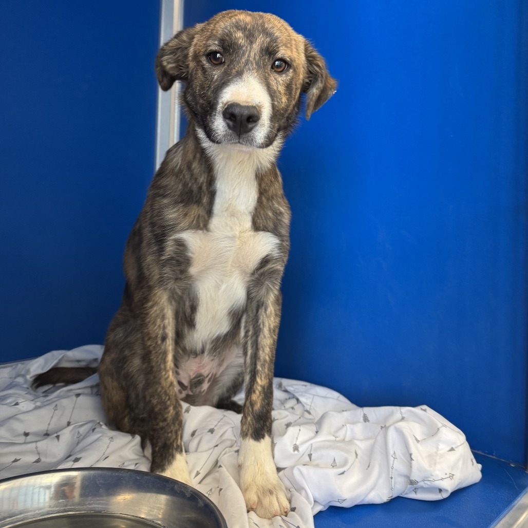 Krispy Kreme Donut, an adoptable Mixed Breed in Las Cruces, NM, 88012 | Photo Image 4
