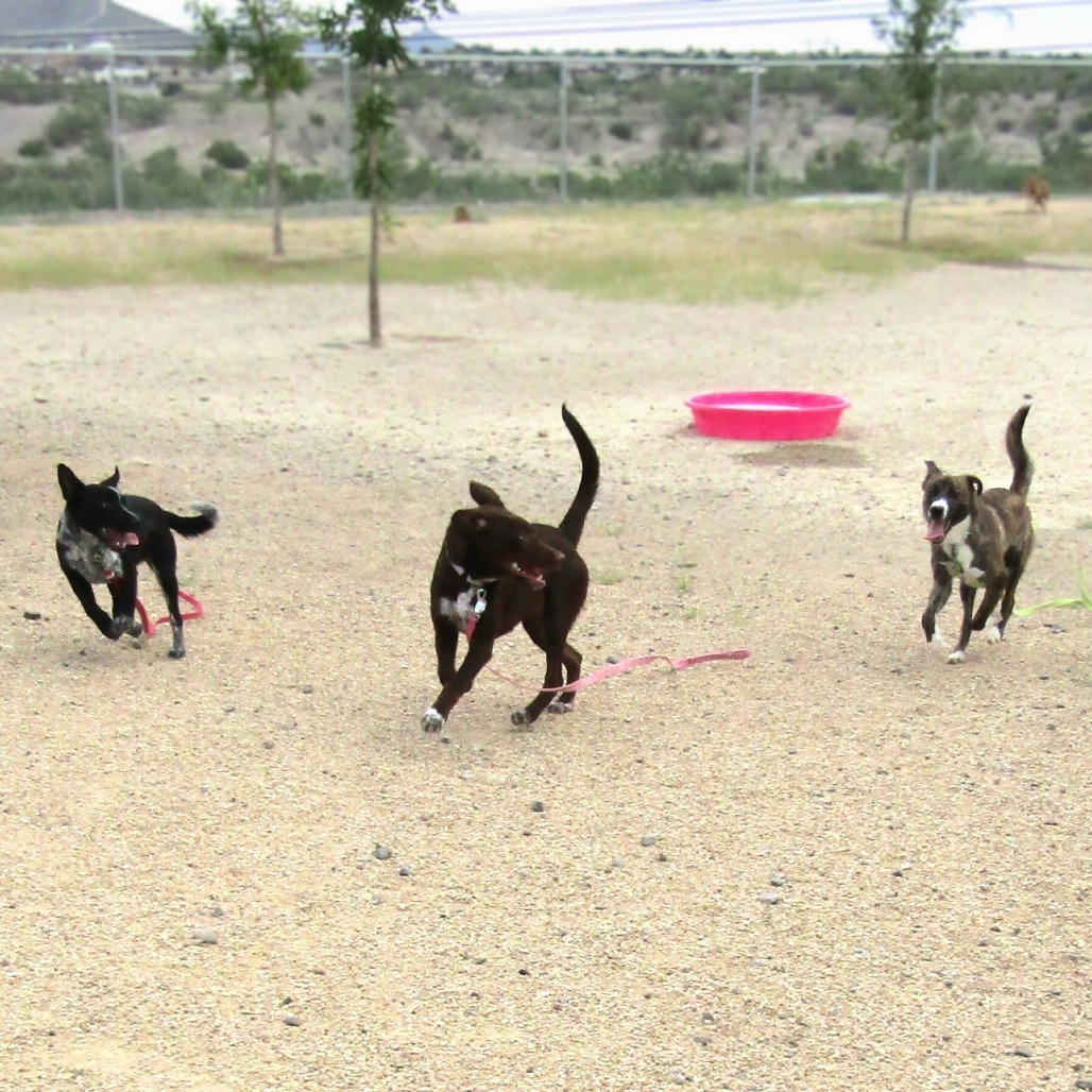 Krispy Kreme Donut, an adoptable Mixed Breed in Las Cruces, NM, 88012 | Photo Image 5