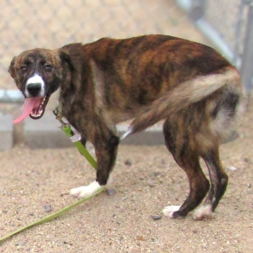 Krispy Kreme Donut, an adoptable Mixed Breed in Las Cruces, NM, 88012 | Photo Image 6