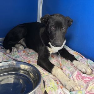 Chipotle, Baby Female Mixed Breed