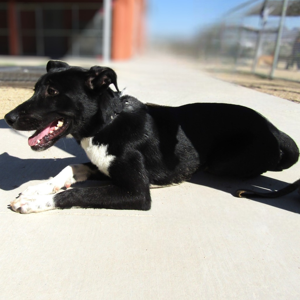 Chipotle, an adoptable Mixed Breed in Las Cruces, NM, 88012 | Photo Image 1
