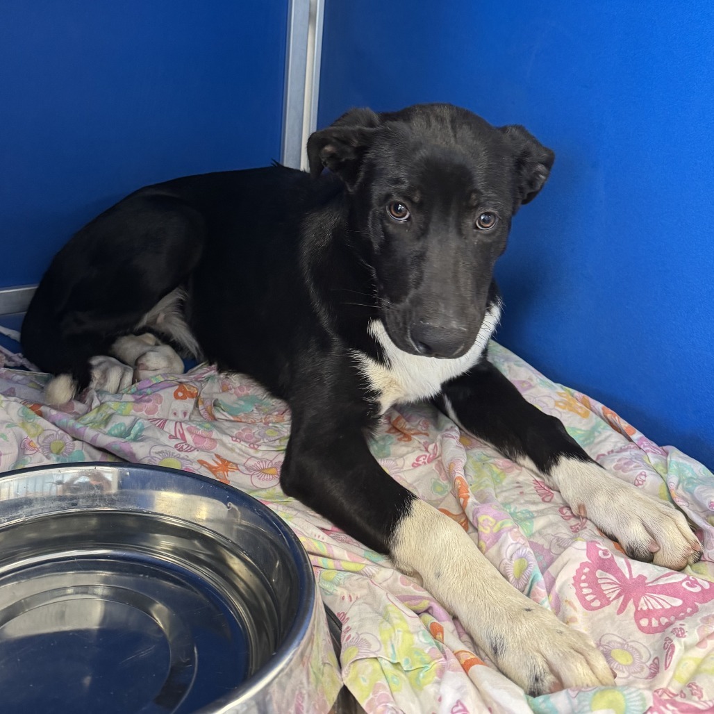 Chipotle, an adoptable Mixed Breed in Las Cruces, NM, 88012 | Photo Image 2