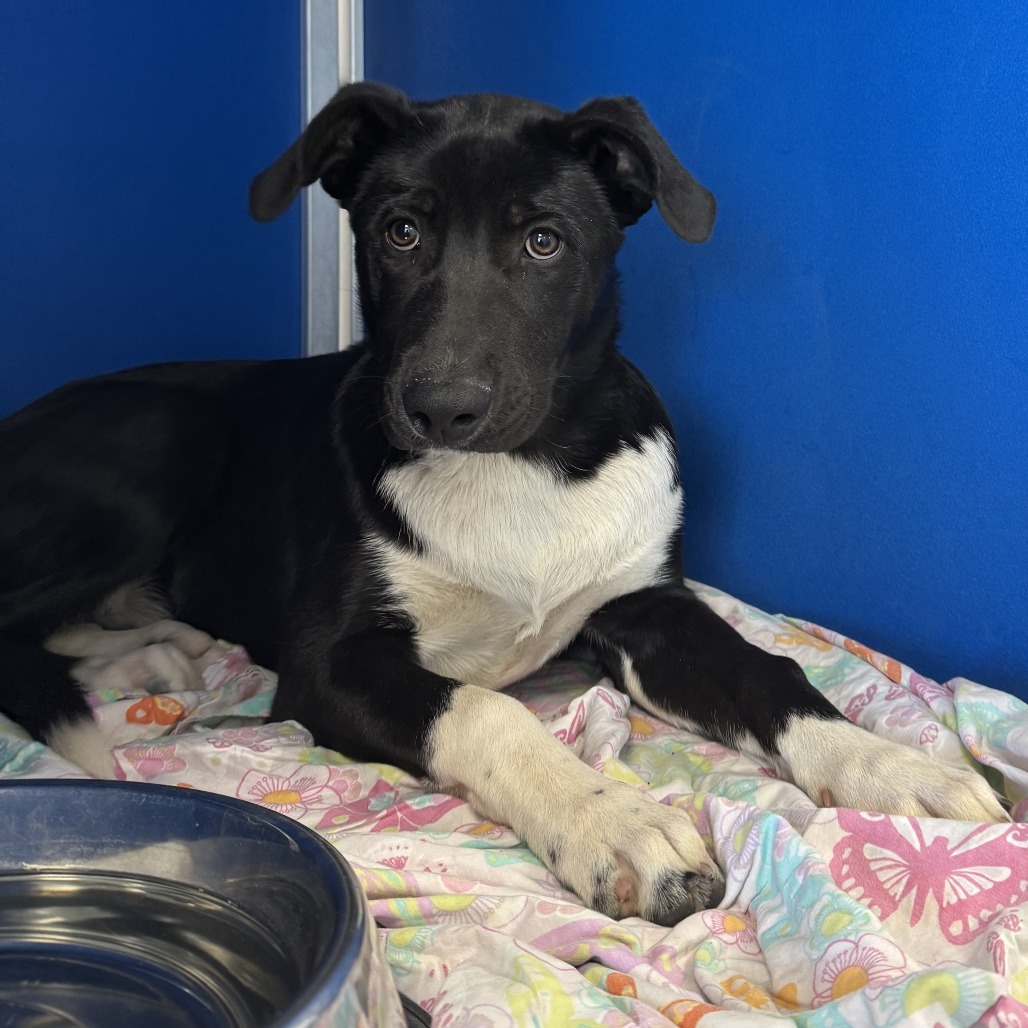 Chipotle, an adoptable Mixed Breed in Las Cruces, NM, 88012 | Photo Image 3