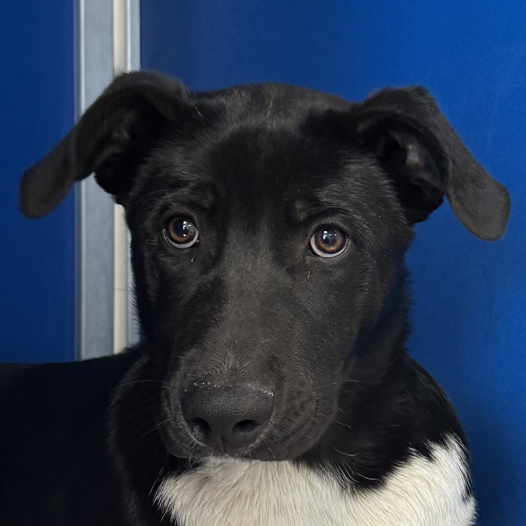 Chipotle, an adoptable Mixed Breed in Las Cruces, NM, 88012 | Photo Image 4