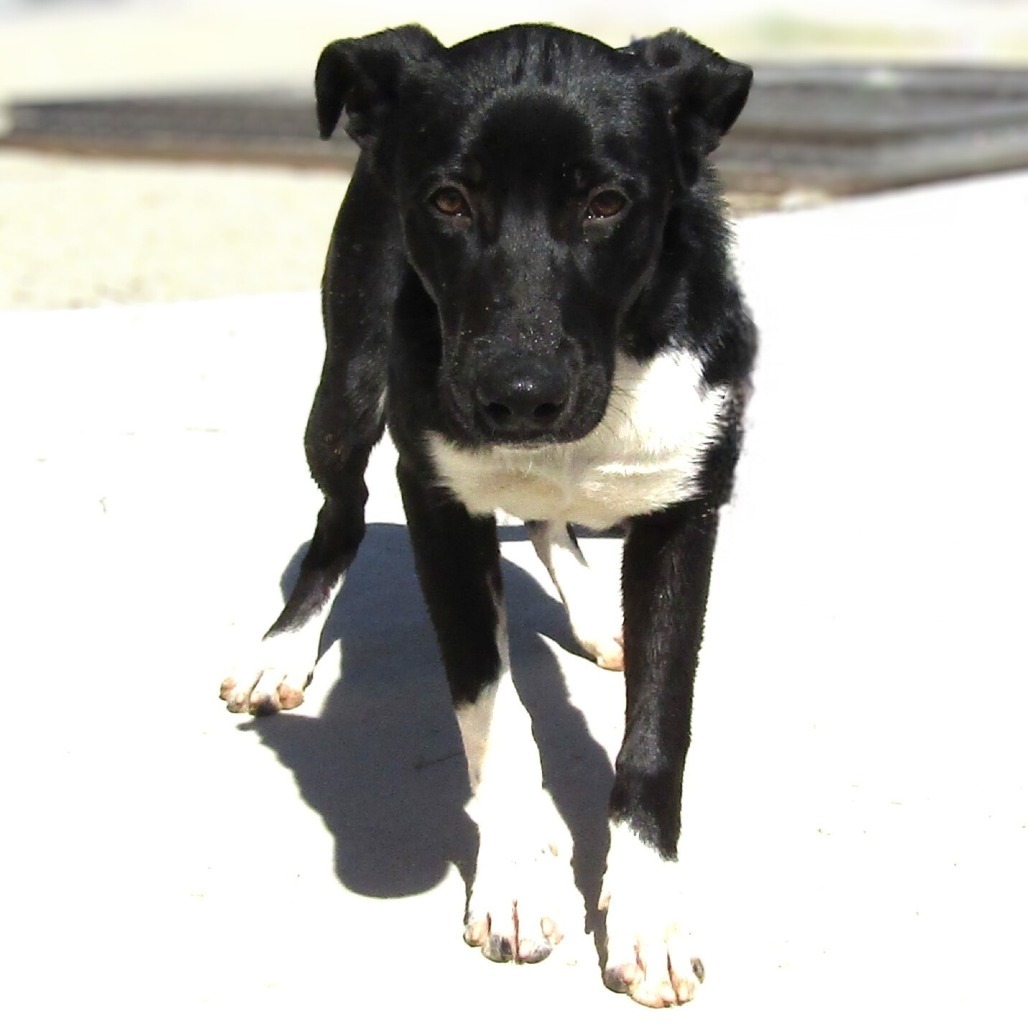 Chipotle, an adoptable Mixed Breed in Las Cruces, NM, 88012 | Photo Image 5