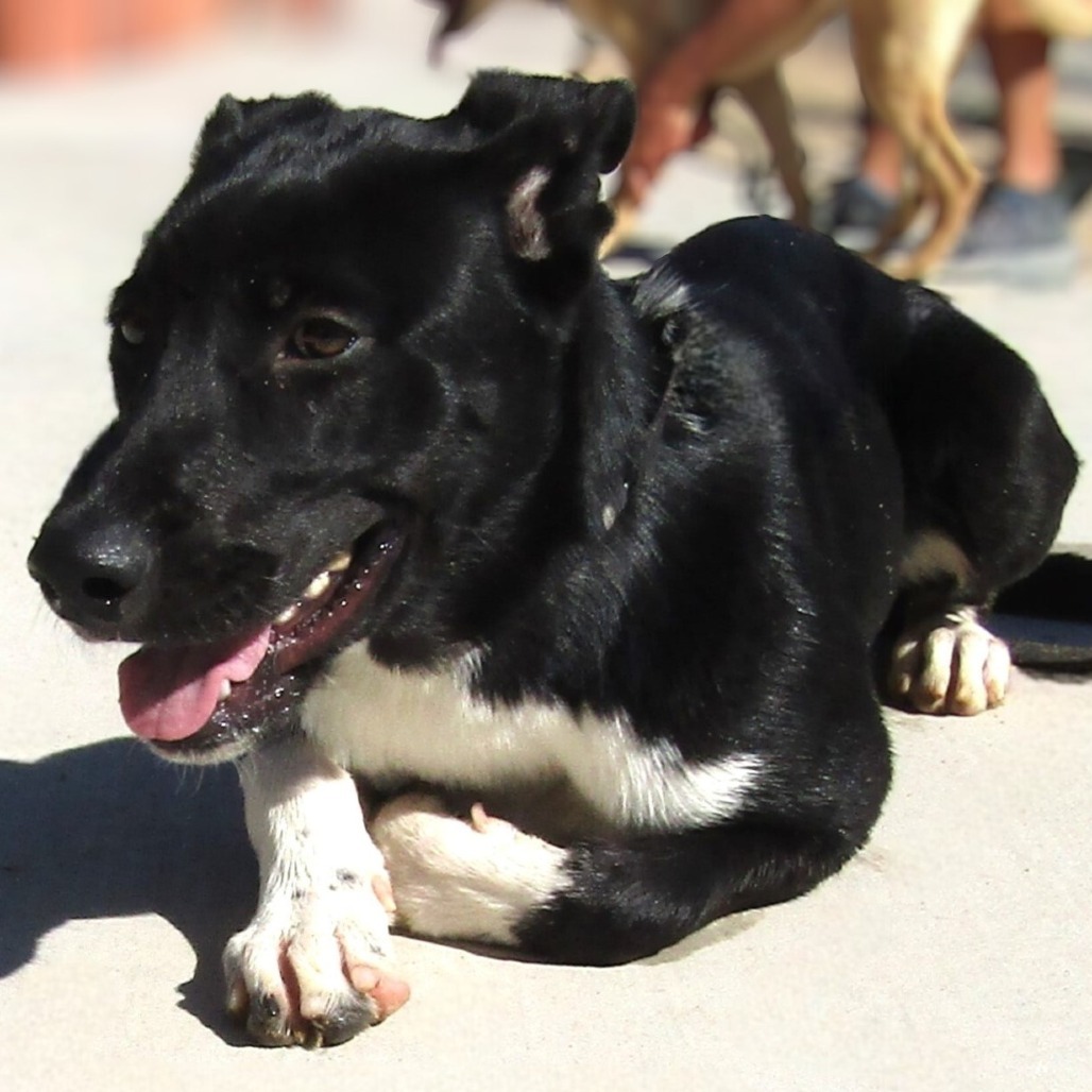 Chipotle, an adoptable Mixed Breed in Las Cruces, NM, 88012 | Photo Image 6