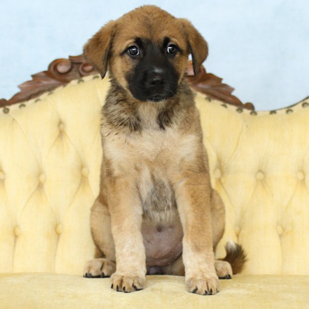 AAD Upcoming Arrival!! Skylar - 25134