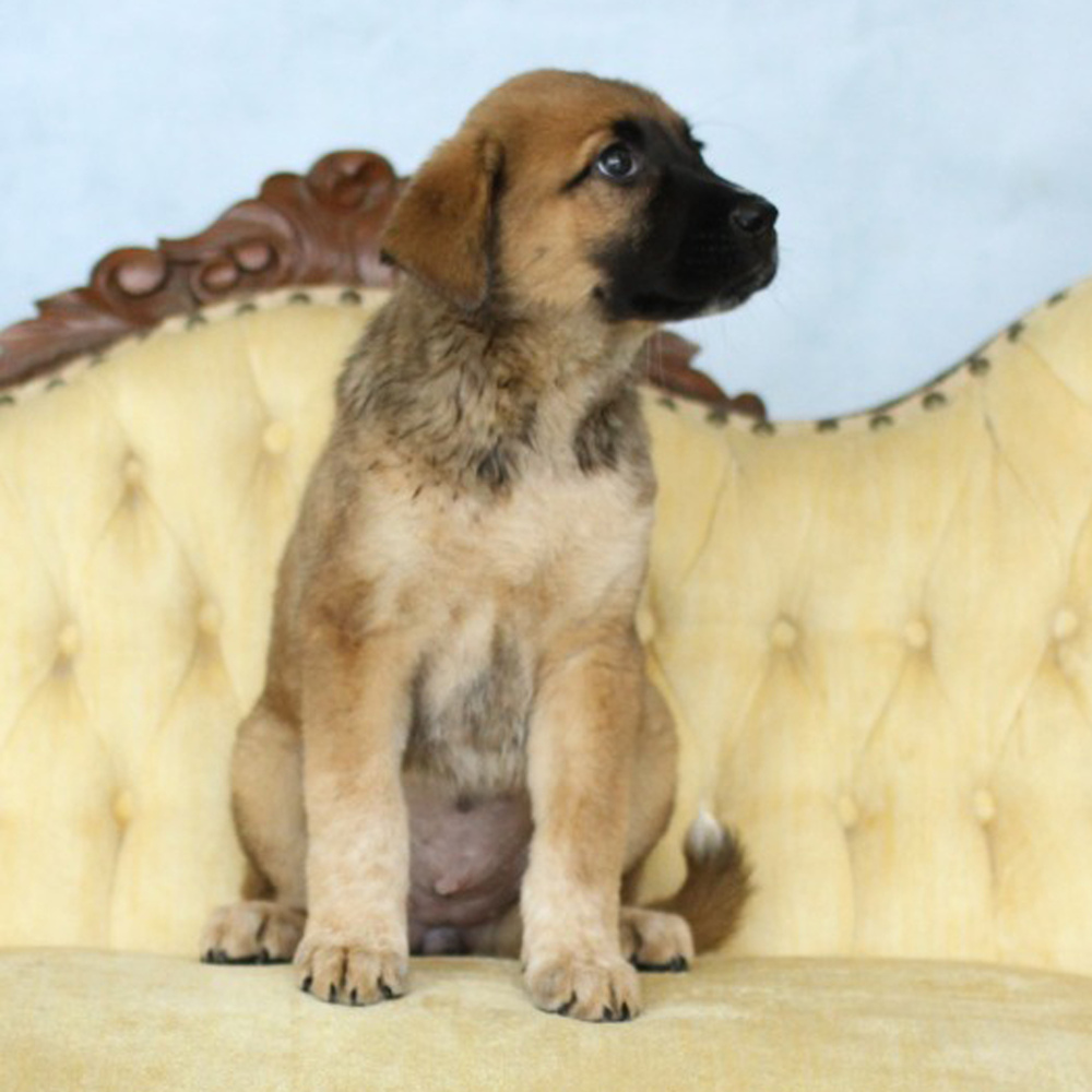 AAD Upcoming Arrival!! Skylar - 25134
