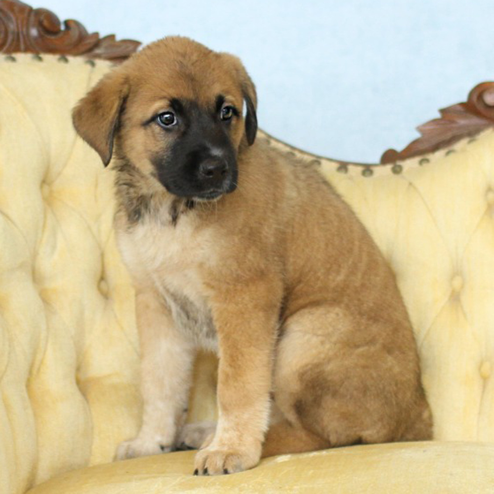 AAD Upcoming Arrival!! Skylar - 25134