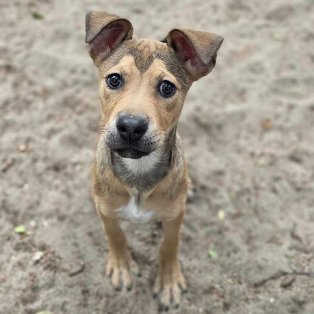 AAD Upcoming Arrival!! Tilly - 25136