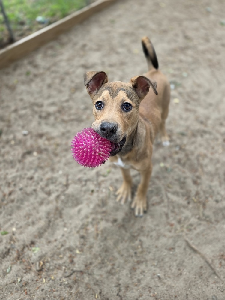 AAD Upcoming Arrival!! Tilly - 25136
