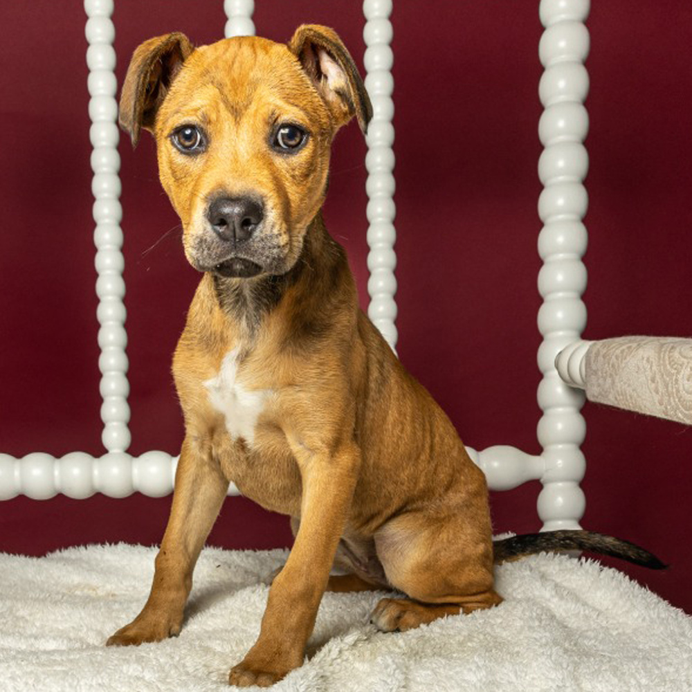 AAD Upcoming Arrival!! Tilly - 25136