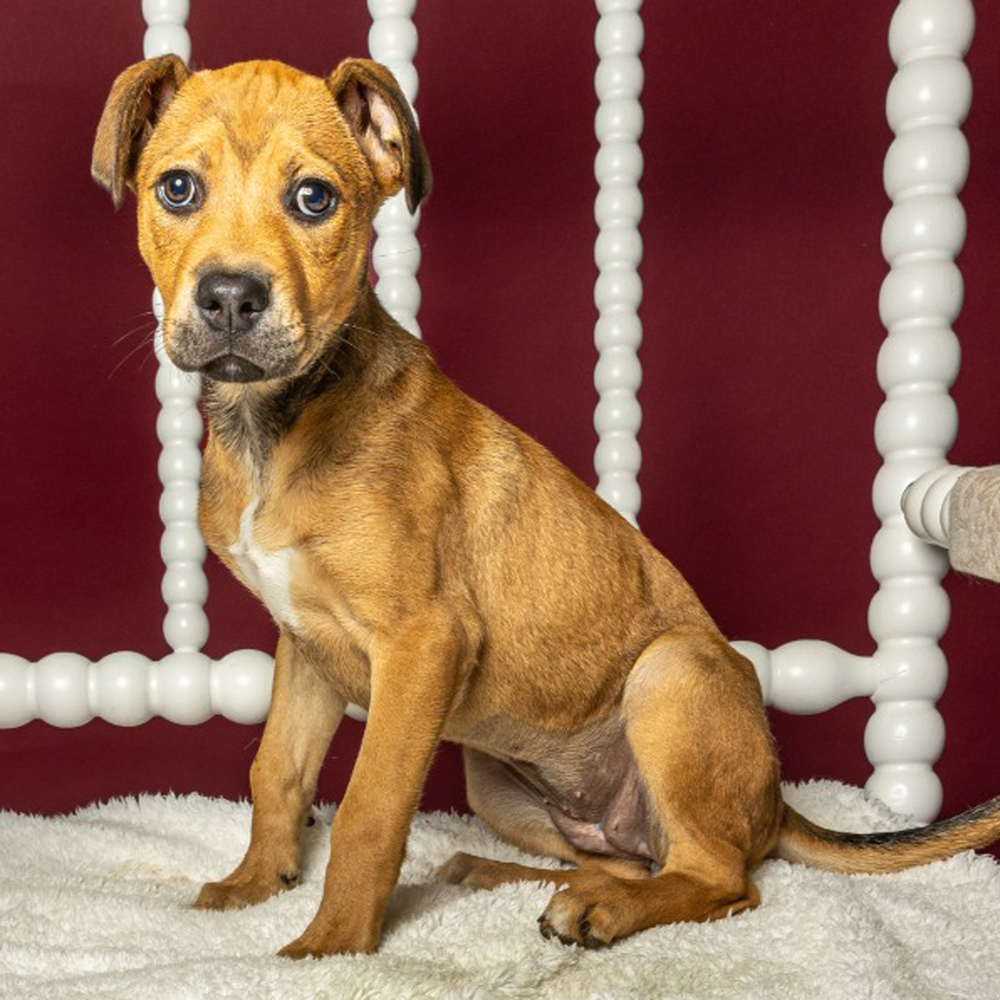 AAD Upcoming Arrival!! Tilly - 25136