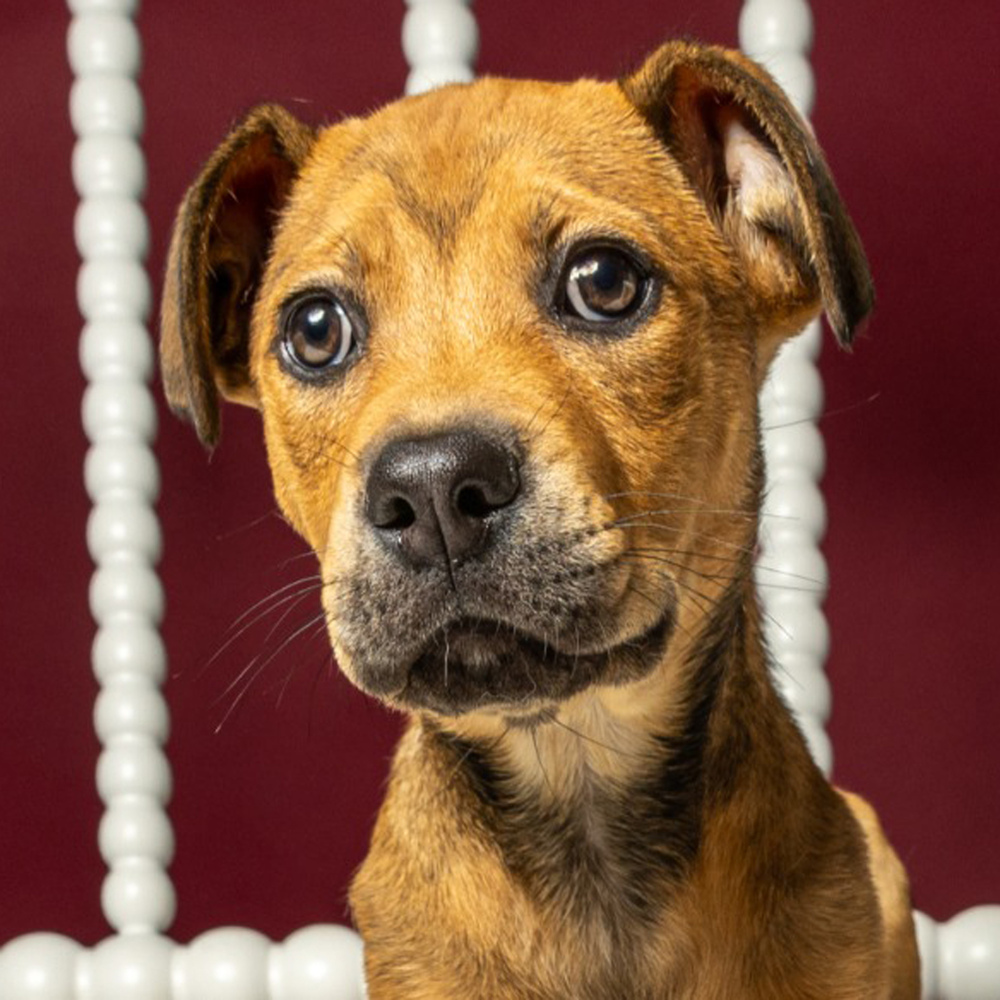 AAD Upcoming Arrival!! Tilly - 25136