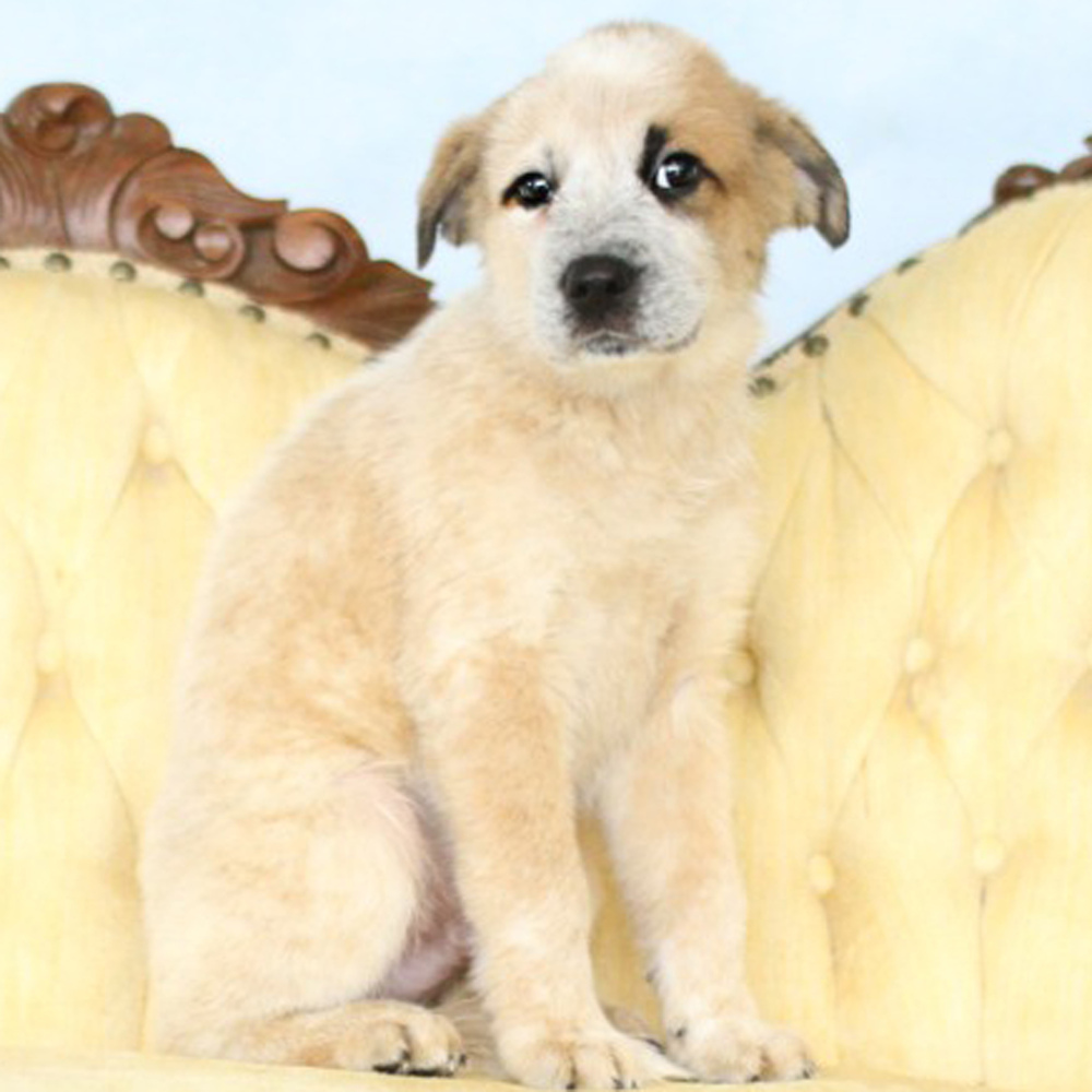 AAD Upcoming Arrival!! Sawyer - 25131