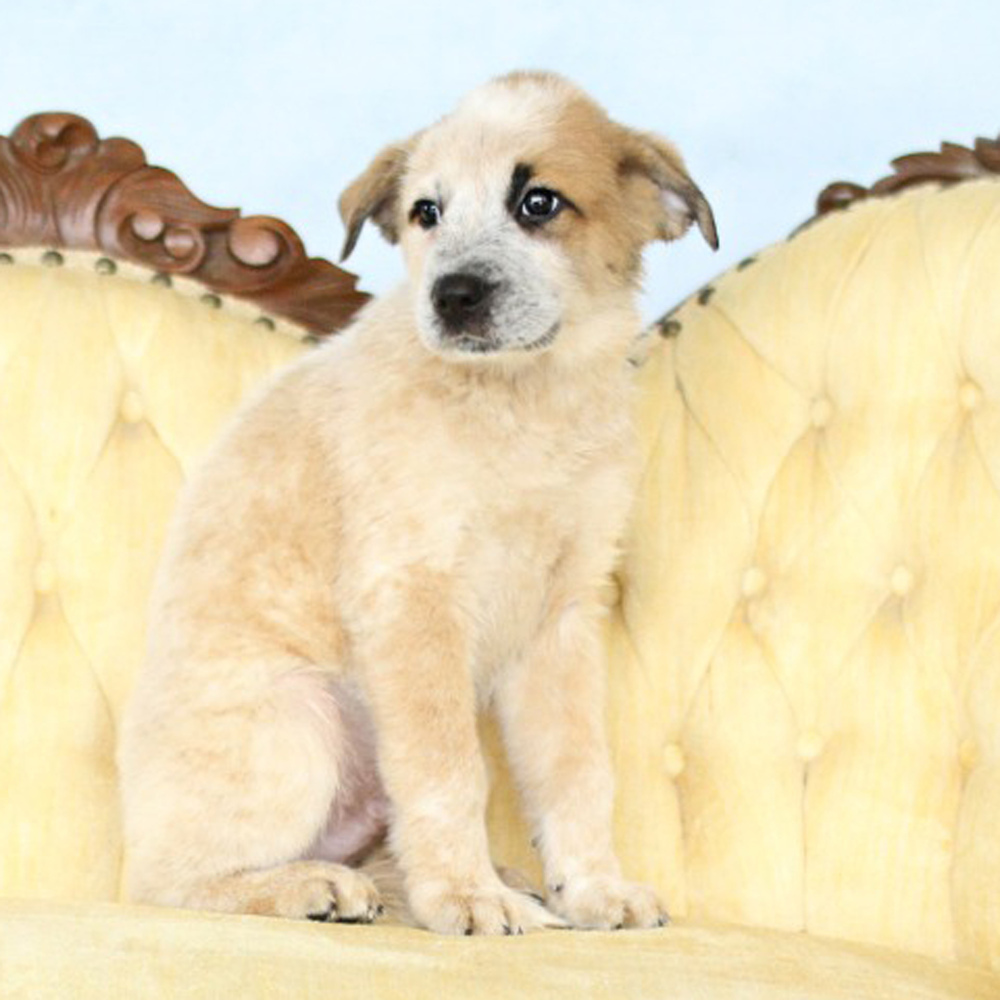 AAD Upcoming Arrival!! Sawyer - 25131