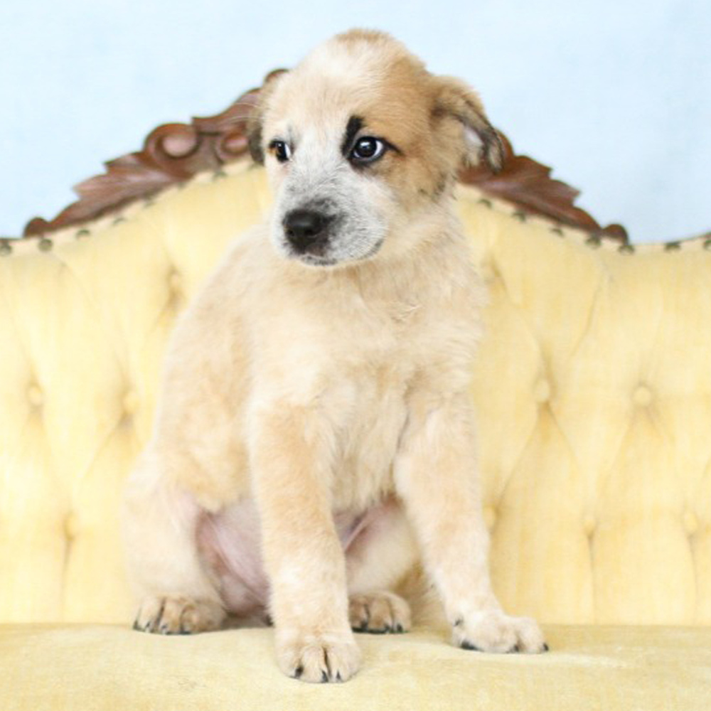 AAD Upcoming Arrival!! Sawyer - 25131