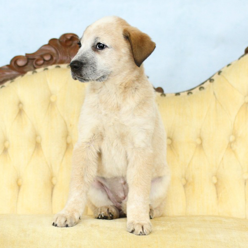 AAD Upcoming Arrival!! Serenity - 25132