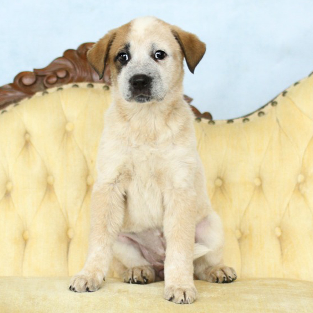 AAD Upcoming Arrival!! Serenity - 25132