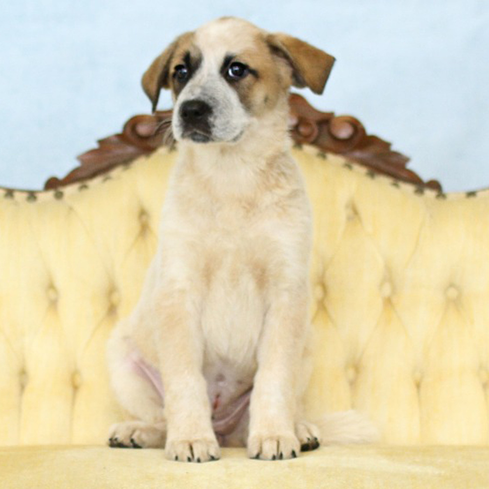 AAD Upcoming Arrival!! Sienna - 25133