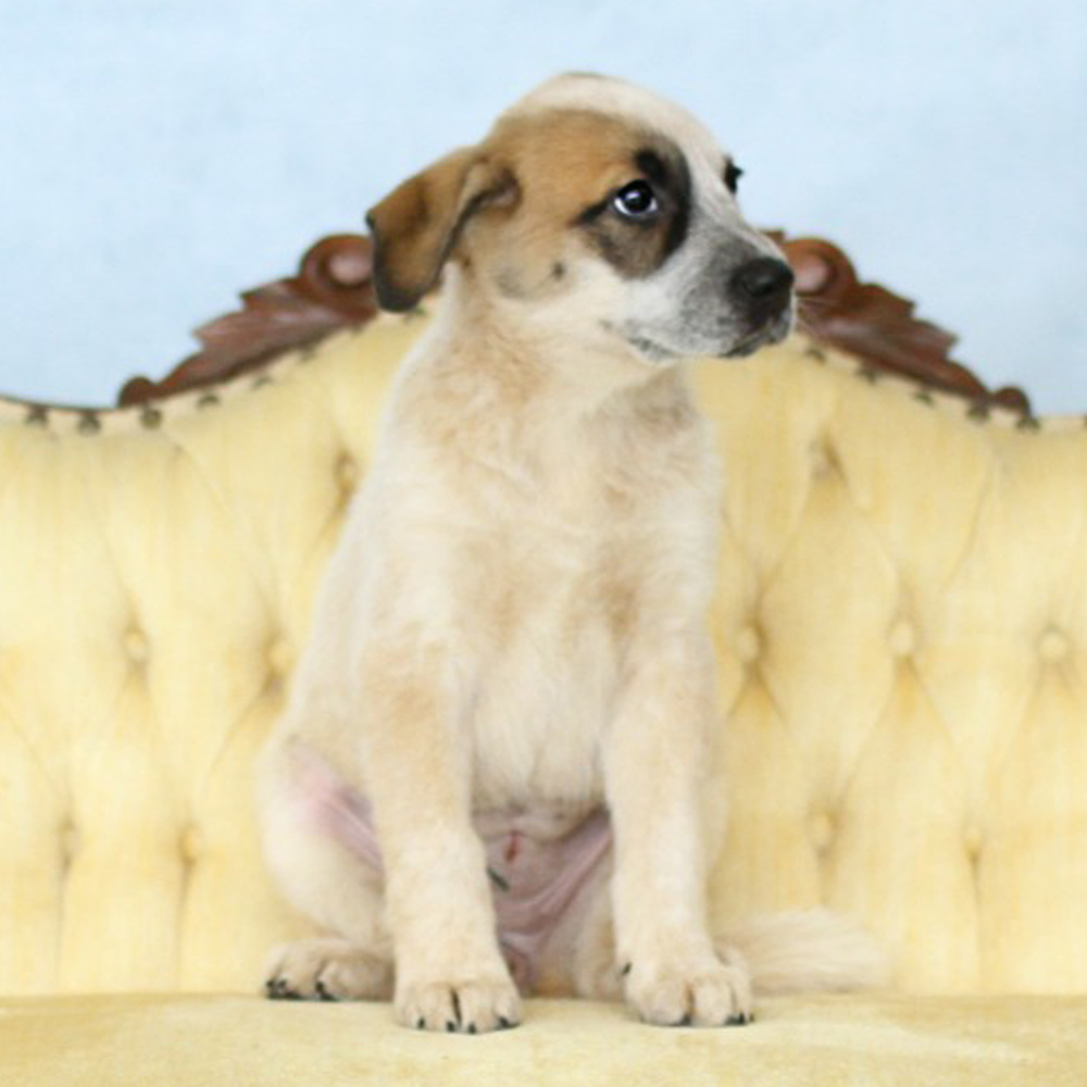 AAD Upcoming Arrival!! Sienna - 25133
