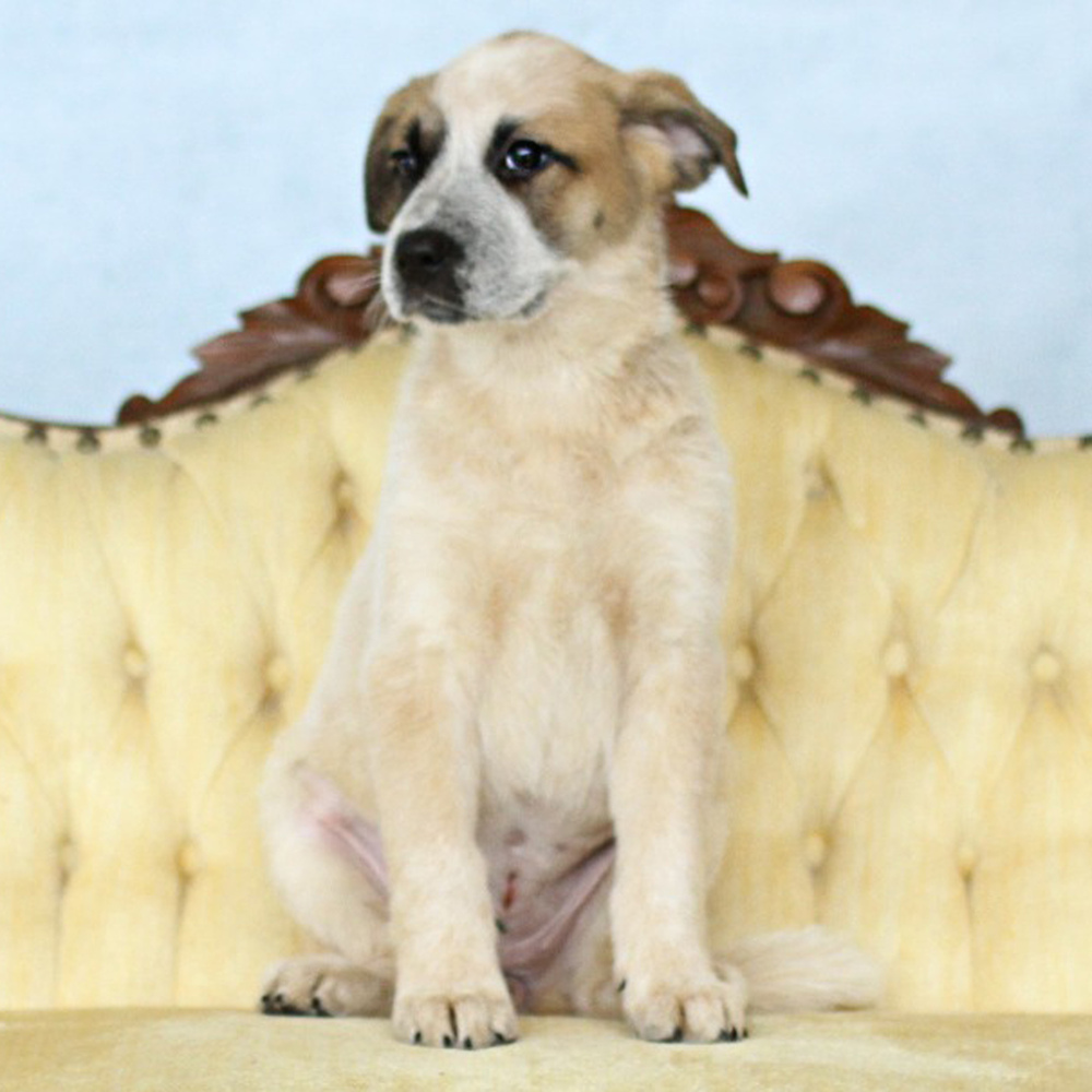 AAD Upcoming Arrival!! Sienna - 25133