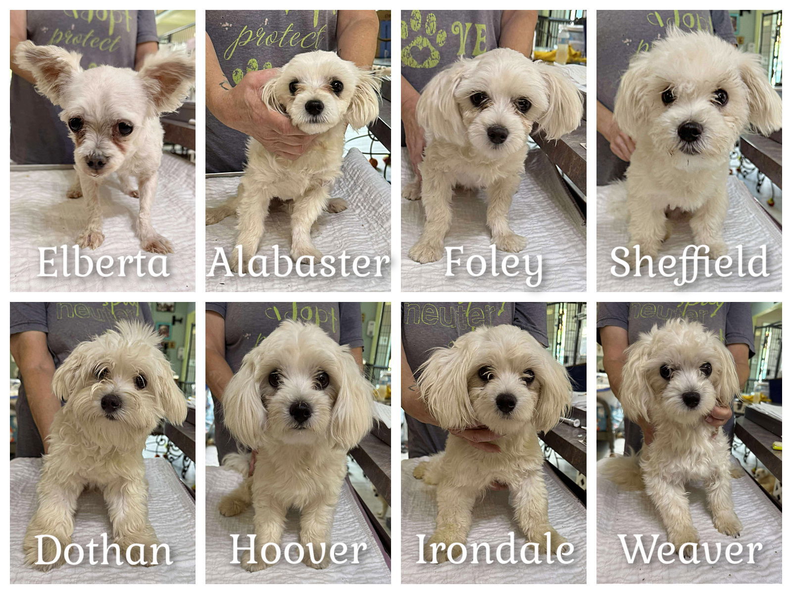 Maltese breeder releases (NOT YET AVAIL)