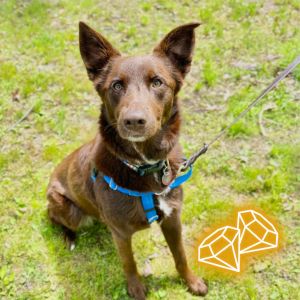 Poppy, Adult Female German Shepherd Dog