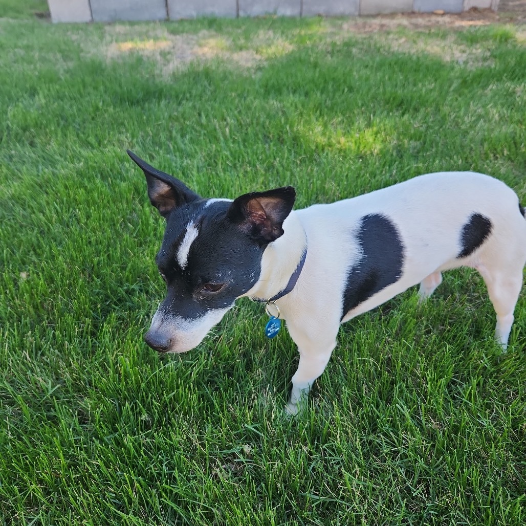 Digs, an adoptable Mixed Breed in Bismarck, ND, 58507 | Photo Image 2