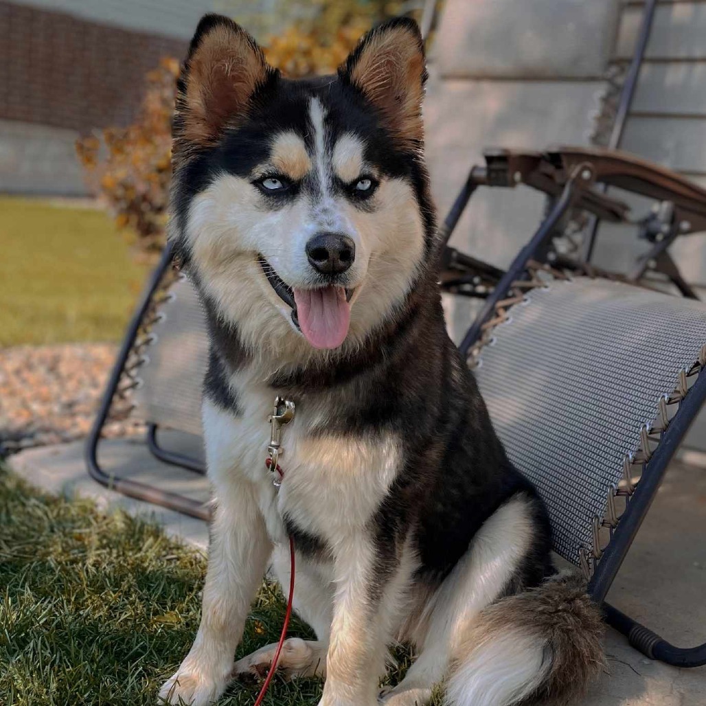 Honey Bear, an adoptable Husky in Bismarck, ND, 58507 | Photo Image 1