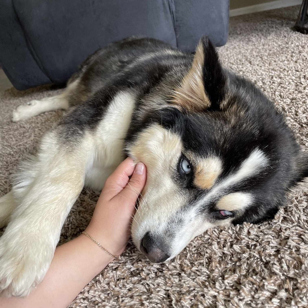 Honey Bear, an adoptable Husky in Bismarck, ND, 58507 | Photo Image 2