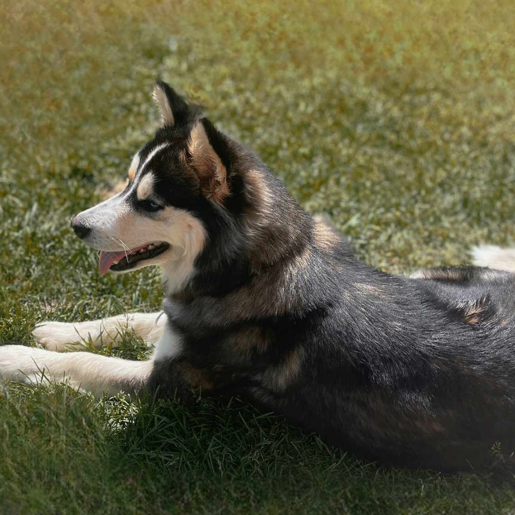 Honey Bear, an adoptable Husky in Bismarck, ND, 58507 | Photo Image 3