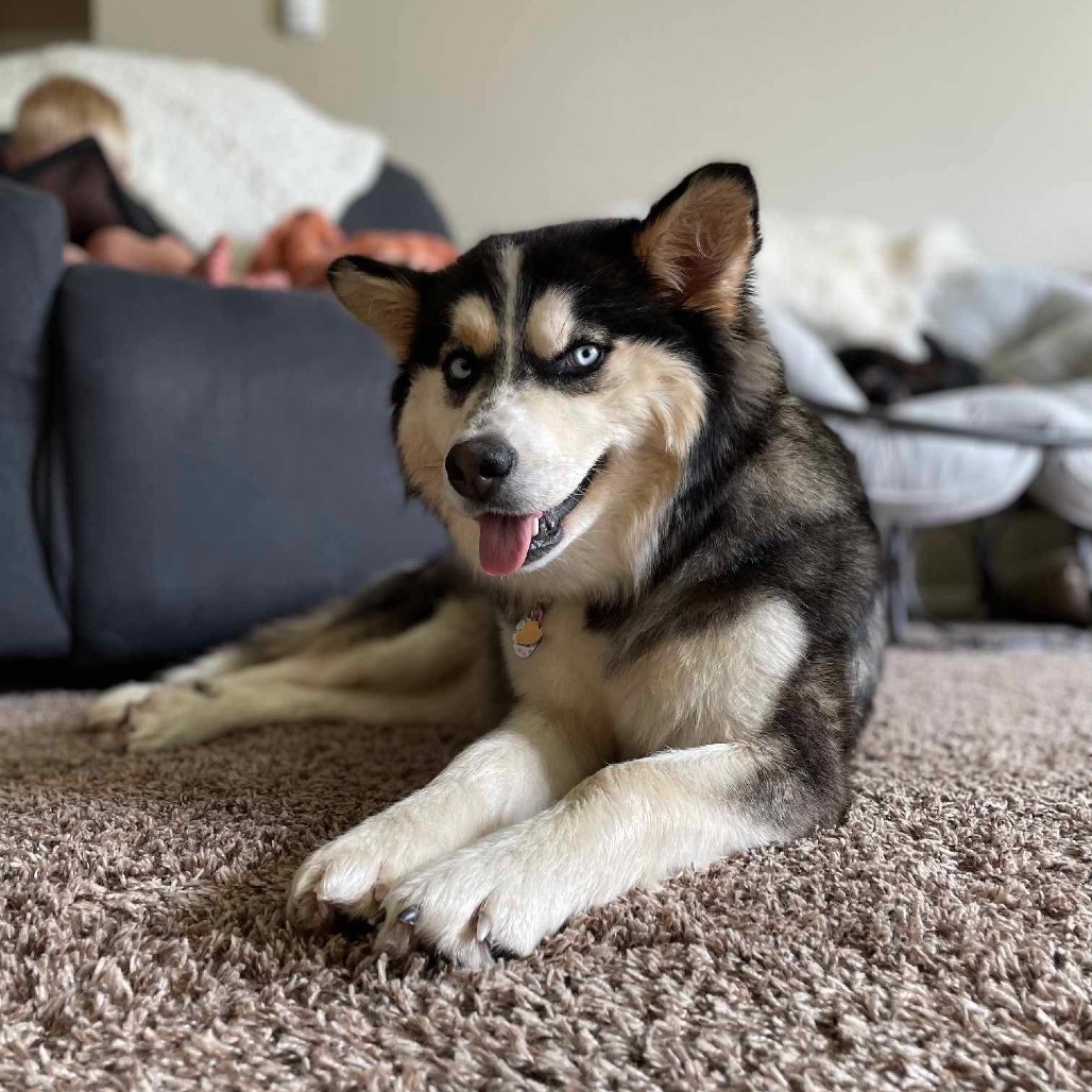 Honey Bear, an adoptable Husky in Bismarck, ND, 58507 | Photo Image 5