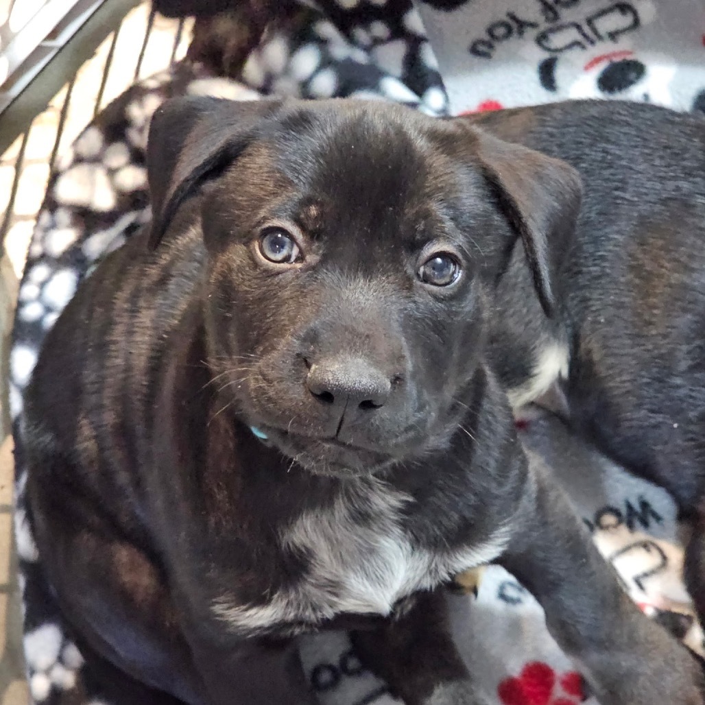 Otto, an adoptable Mixed Breed in Bismarck, ND, 58507 | Photo Image 4