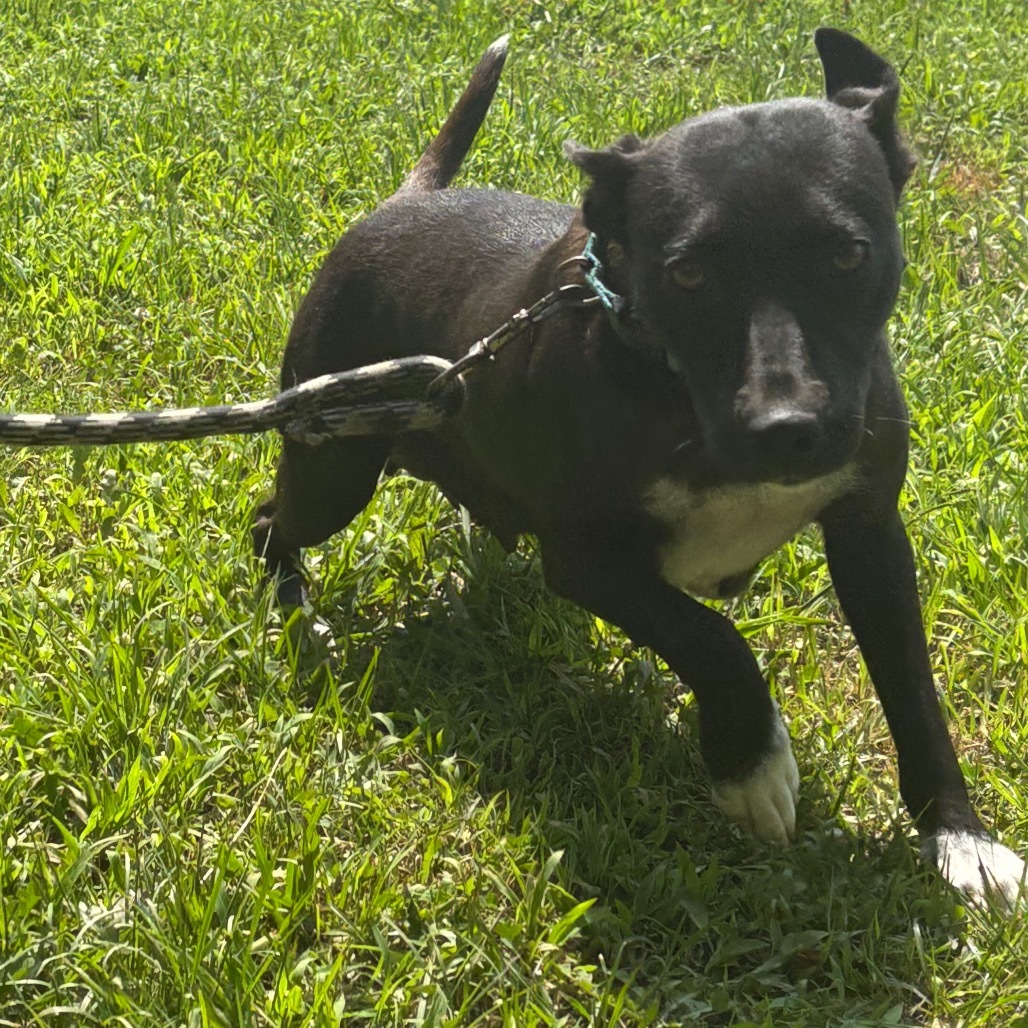 Pepper