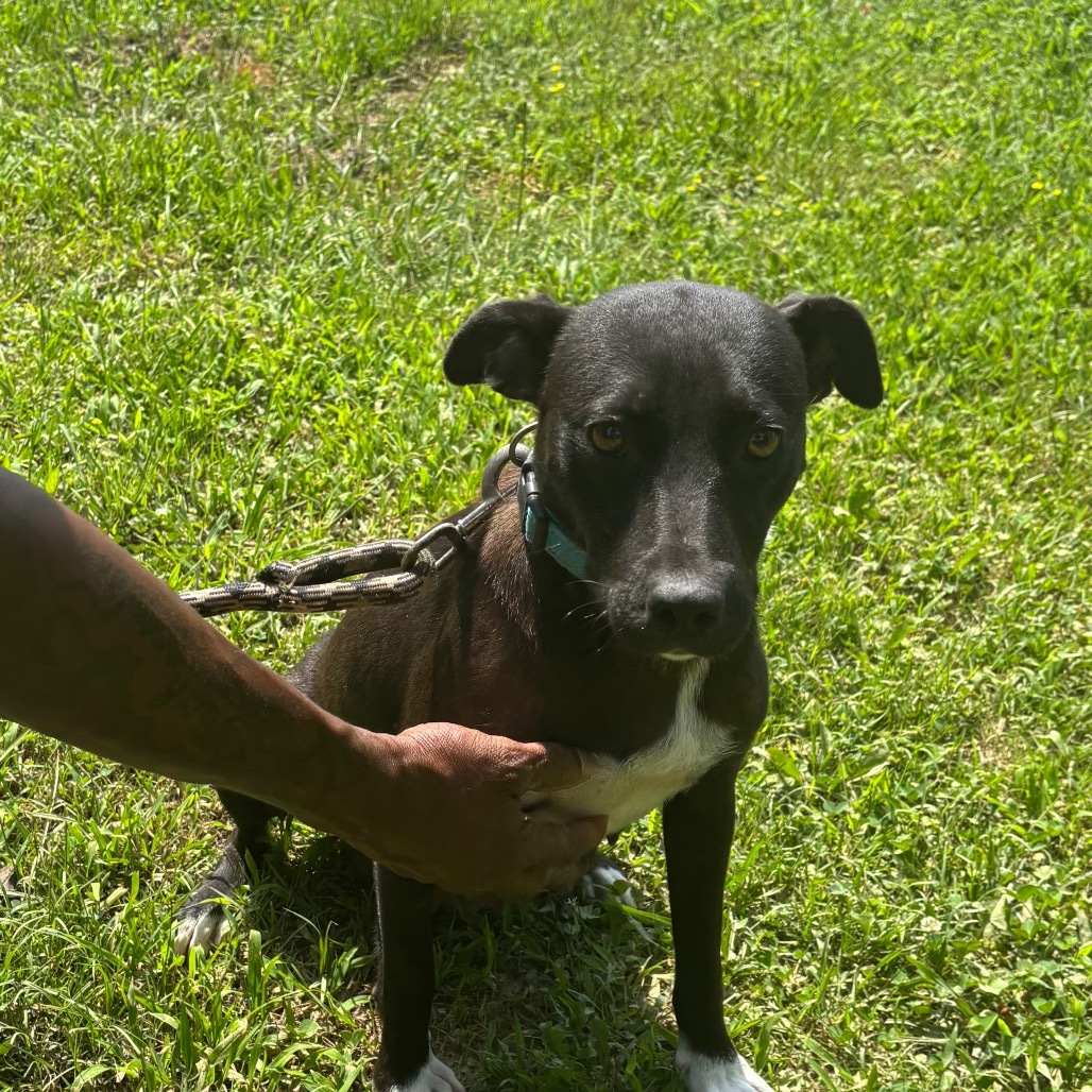 Pepper