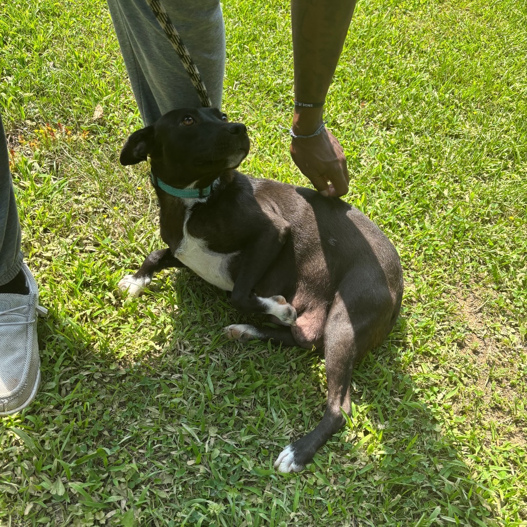 Pepper