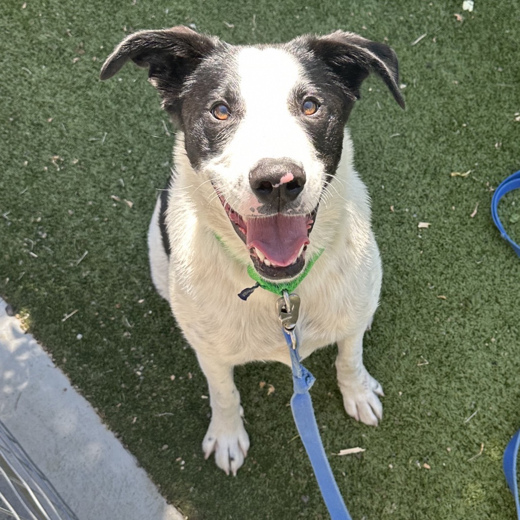 Lewis, an adoptable Mixed Breed in Hailey, ID, 83333 | Photo Image 1