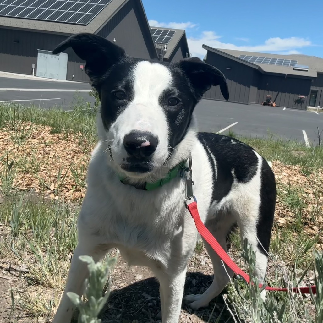 Lewis, an adoptable Mixed Breed in Hailey, ID, 83333 | Photo Image 2