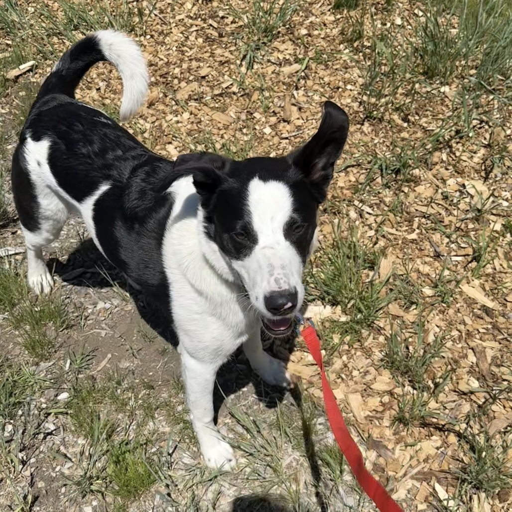 Lewis, an adoptable Mixed Breed in Hailey, ID, 83333 | Photo Image 3