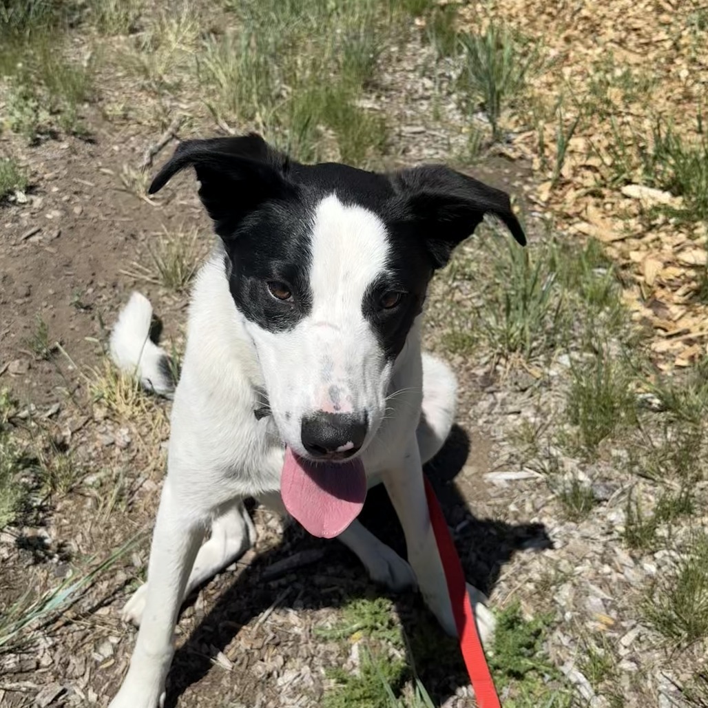Lewis, an adoptable Mixed Breed in Hailey, ID, 83333 | Photo Image 4