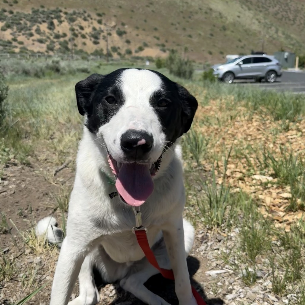 Lewis, an adoptable Mixed Breed in Hailey, ID, 83333 | Photo Image 5