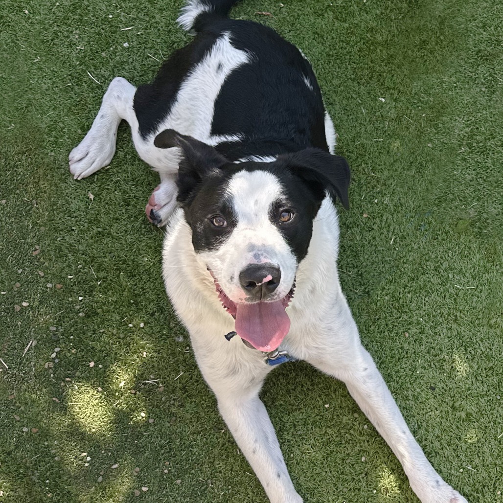 Lewis, an adoptable Mixed Breed in Hailey, ID, 83333 | Photo Image 6