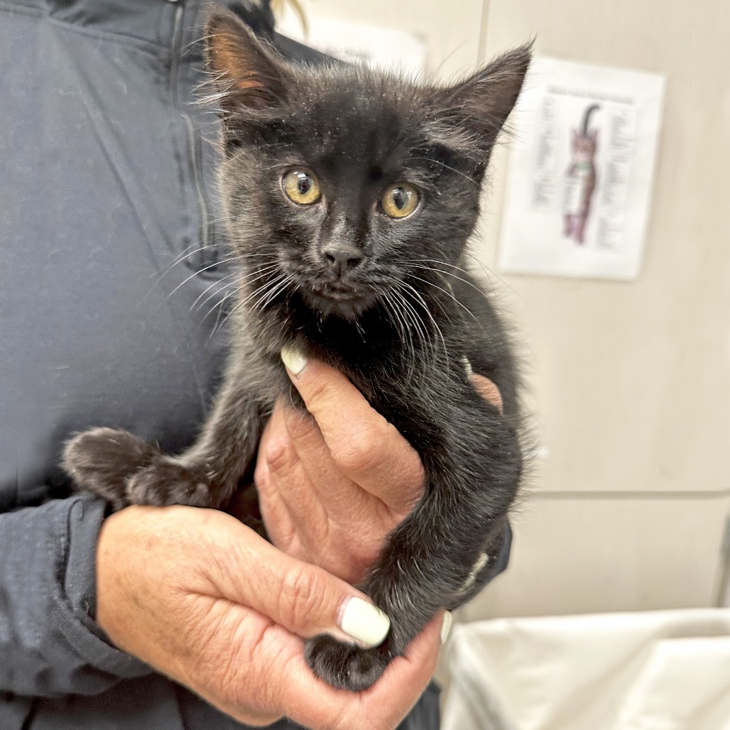 Silent Bob, an adoptable Domestic Short Hair in Hailey, ID, 83333 | Photo Image 1