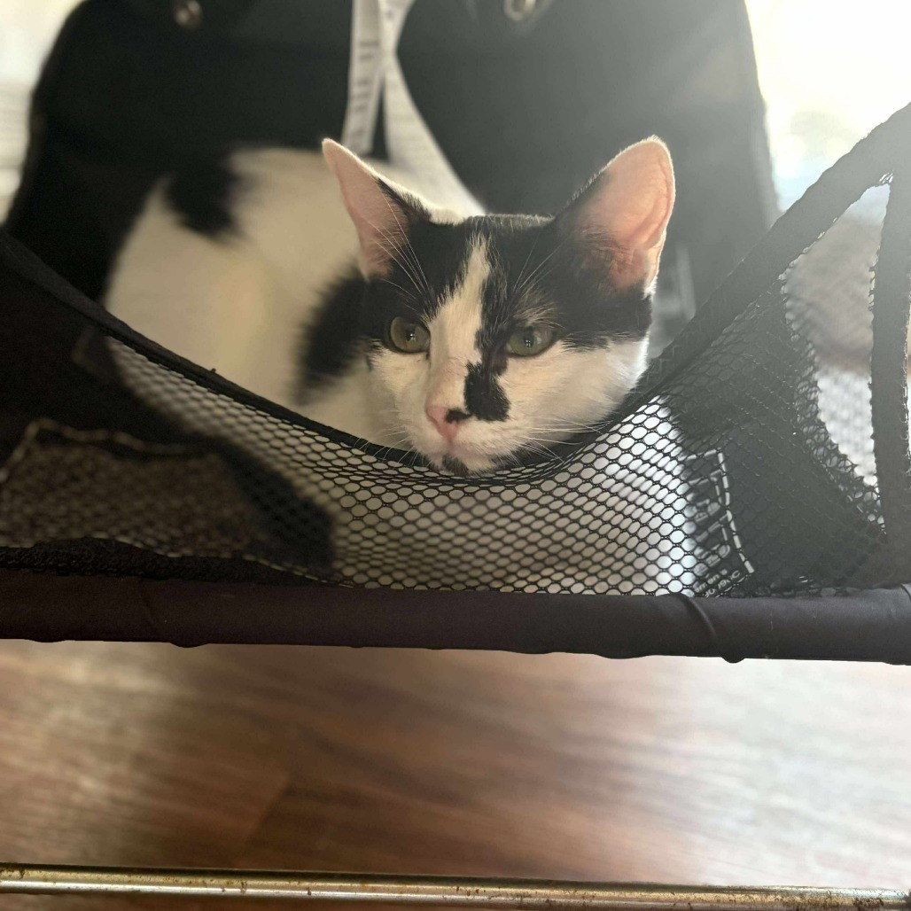 Binx