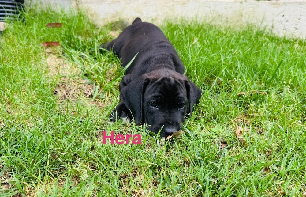 Hera