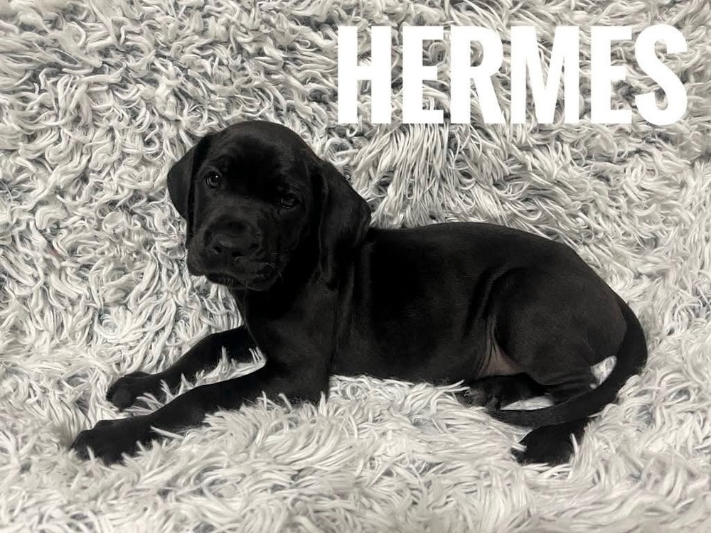 Hermes